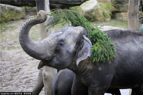 320名圣诞老人整体冲浪？？？？？？八一八圣诞节奇闻趣事