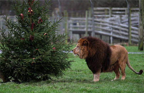 320名圣诞老人整体冲浪？？？？？？八一八圣诞节奇闻趣事